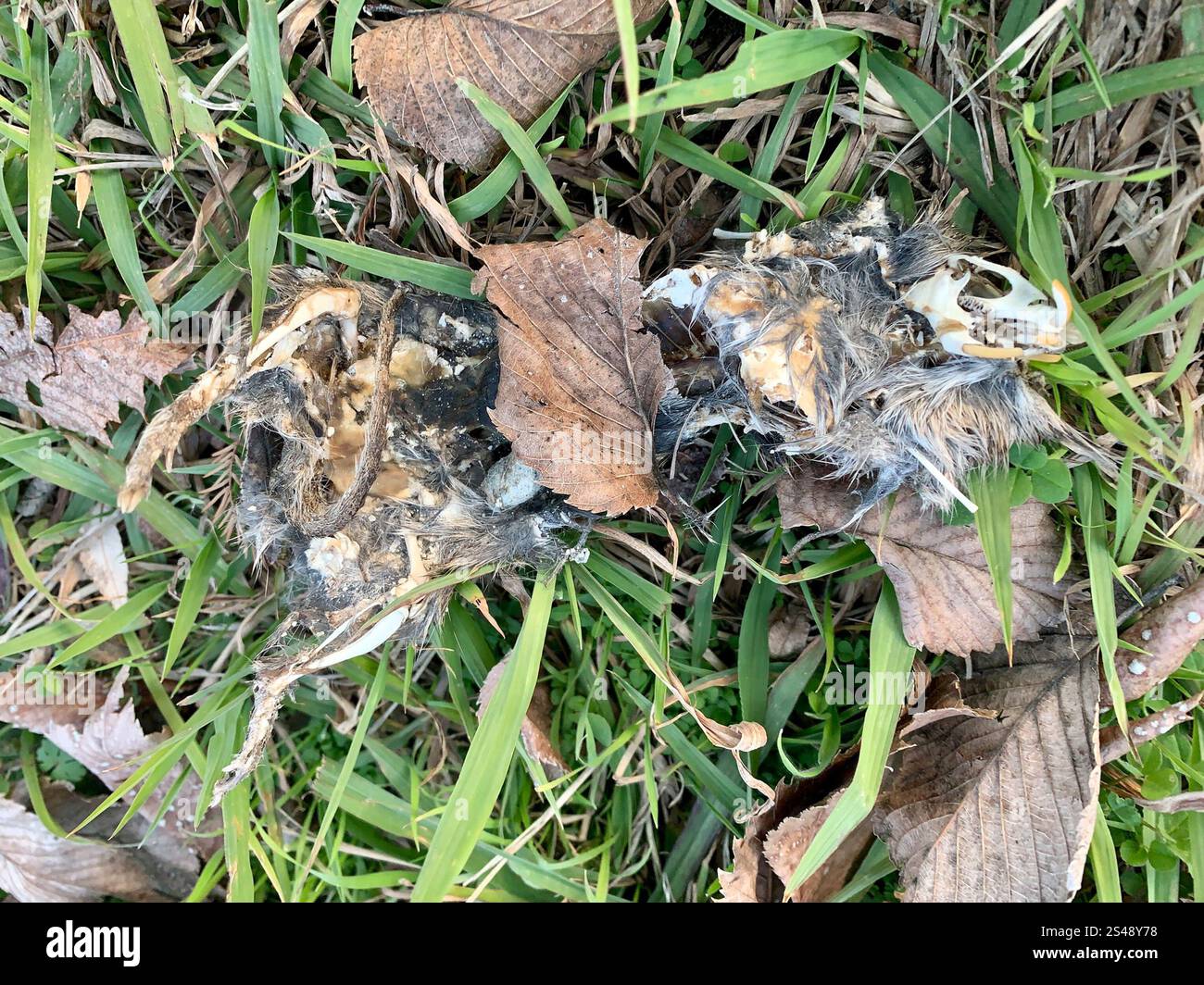 Hispid Cotton Rat (Sigmodon hispidus Stock Photo - Alamy