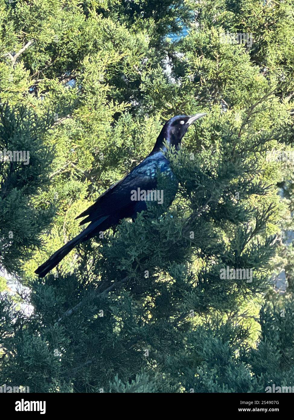 Boat Tailed Grackle Quiscalus Major Stock Photo Alamy
