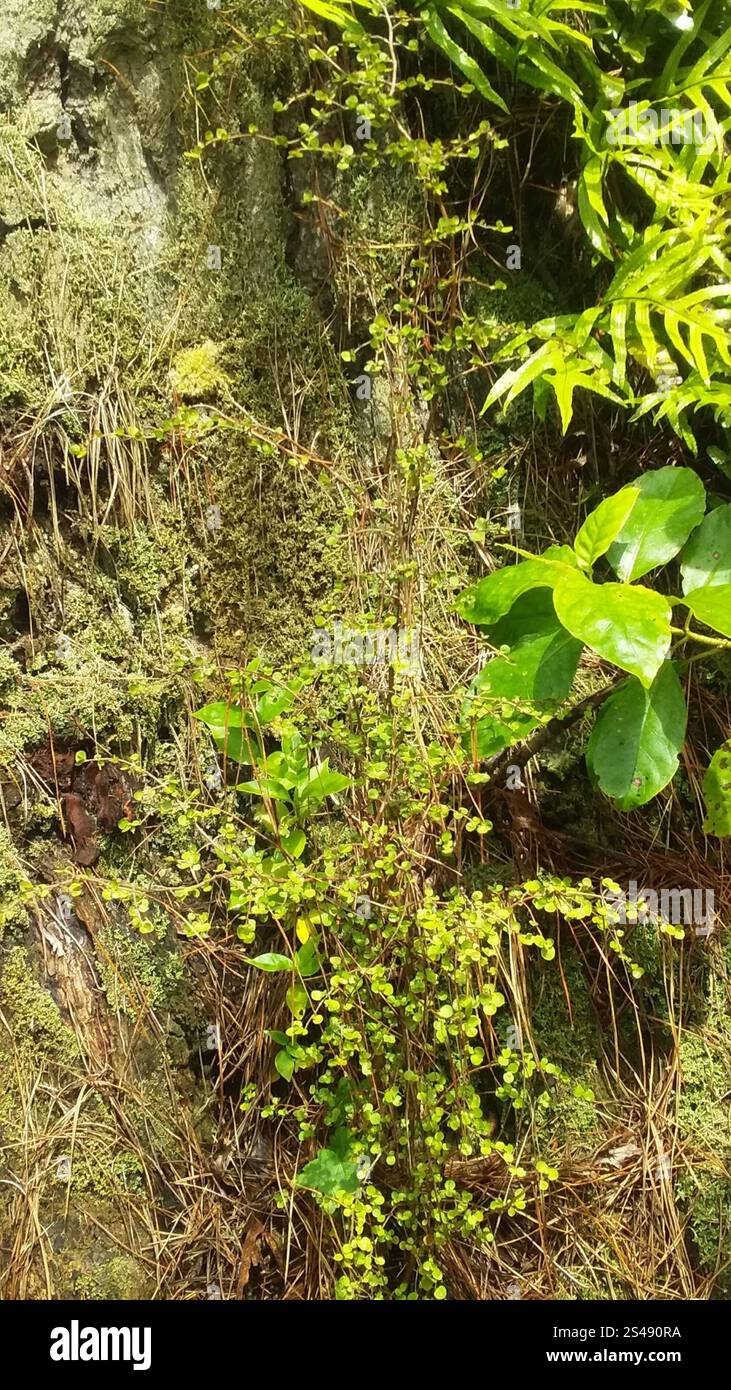 Twiggy coprosma (Coprosma rhamnoides Stock Photo - Alamy
