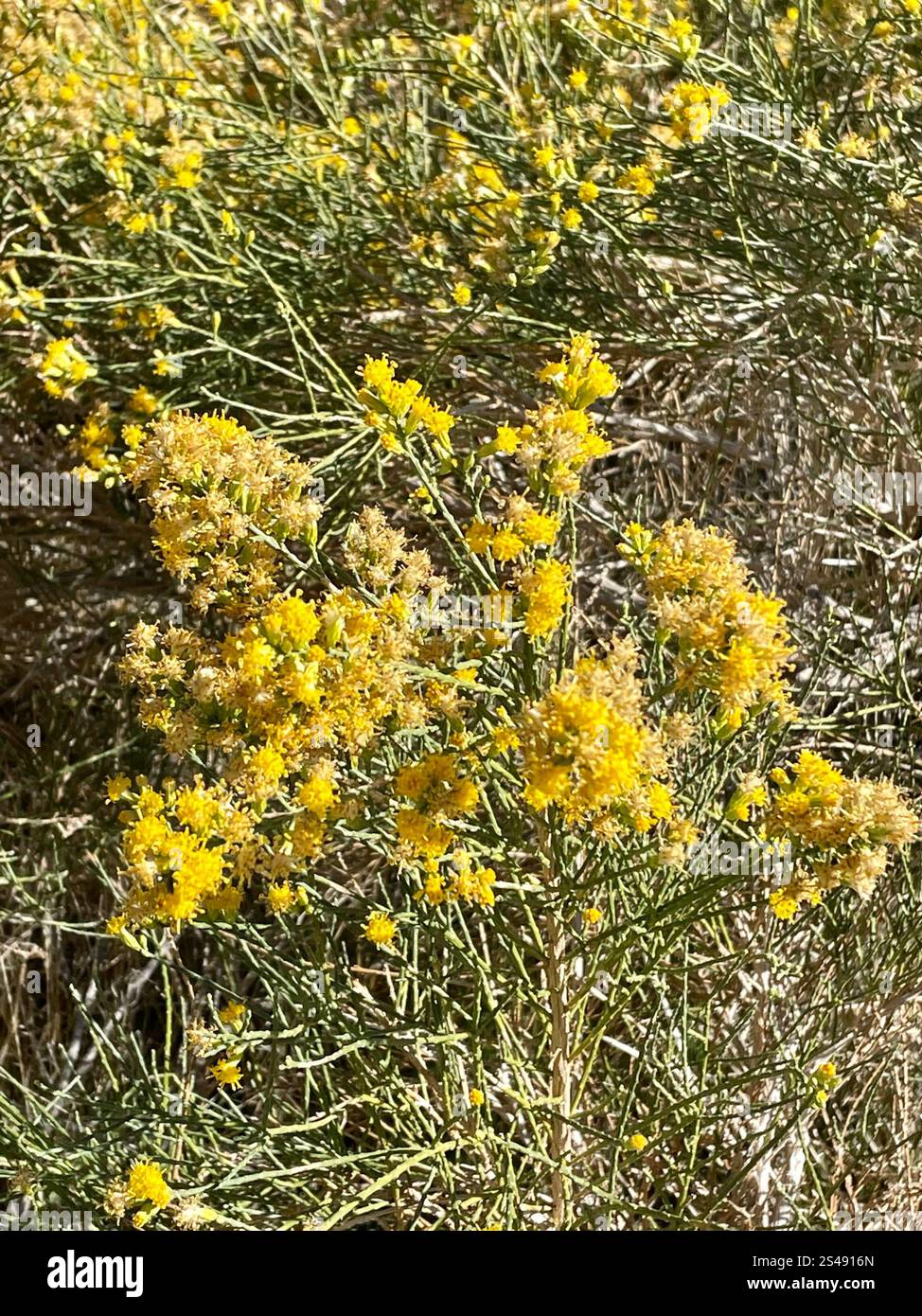 California Broomsage (Lepidospartum squamatum Stock Photo - Alamy