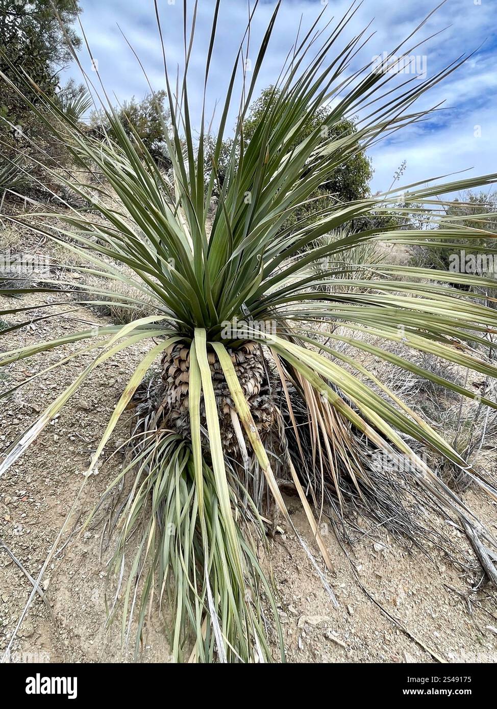 Parry's nolina (Nolina parryi Stock Photo - Alamy