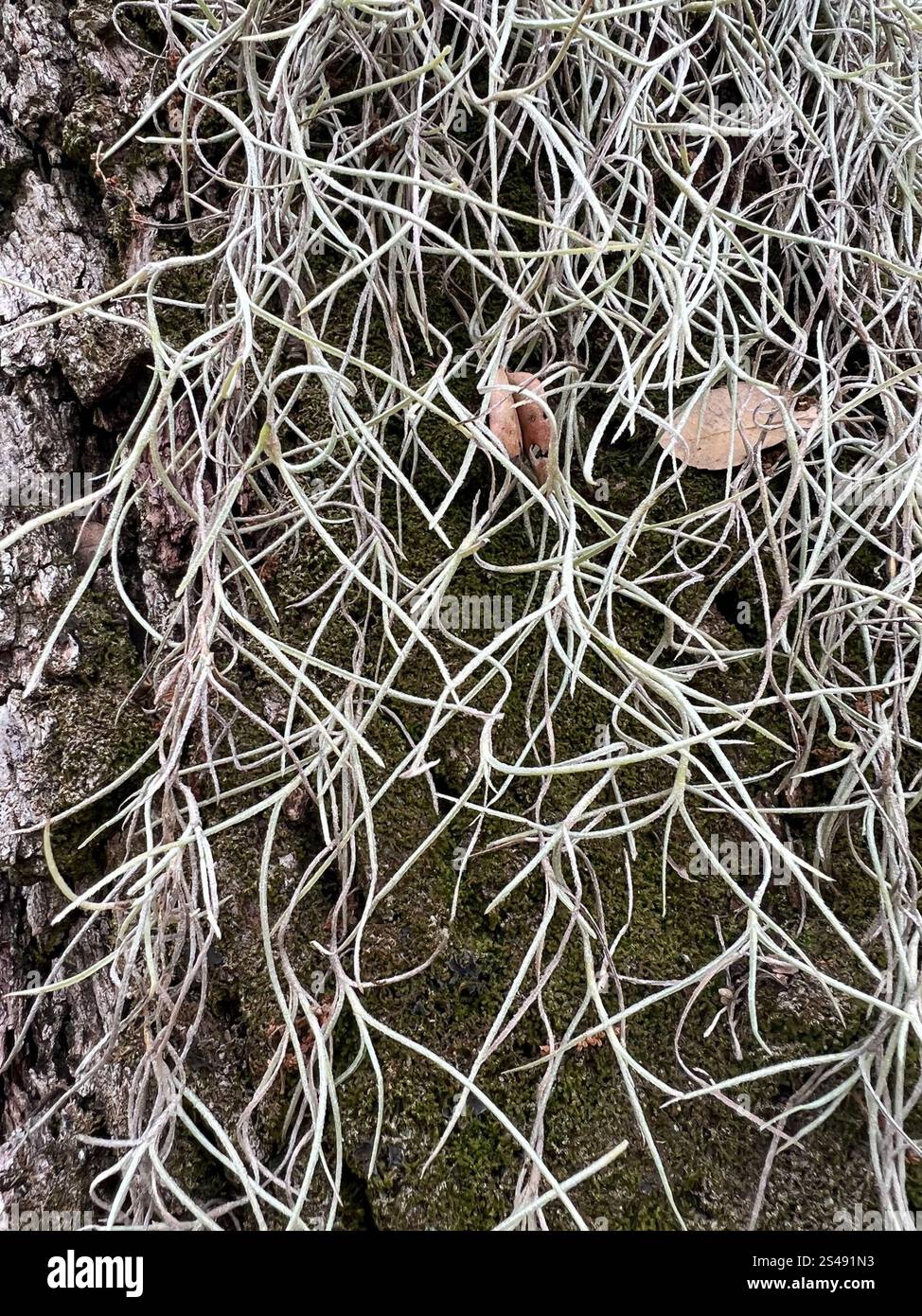 Spanish moss (Tillandsia usneoides Stock Photo - Alamy