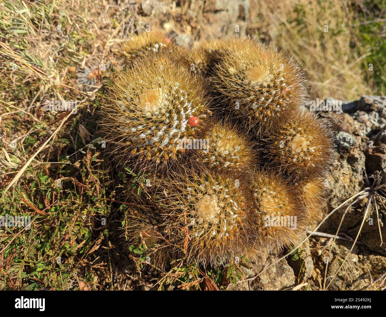 Mammillaria nivosa hi-res stock photography and images - Alamy