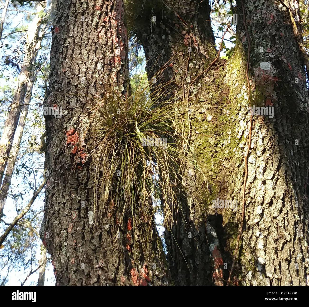 Needleleaf southern needleleaf airplant (Tillandsia setacea Stock Photo - Alamy