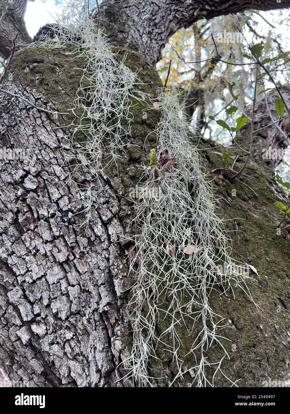 Spanish moss (Tillandsia usneoides Stock Photo - Alamy
