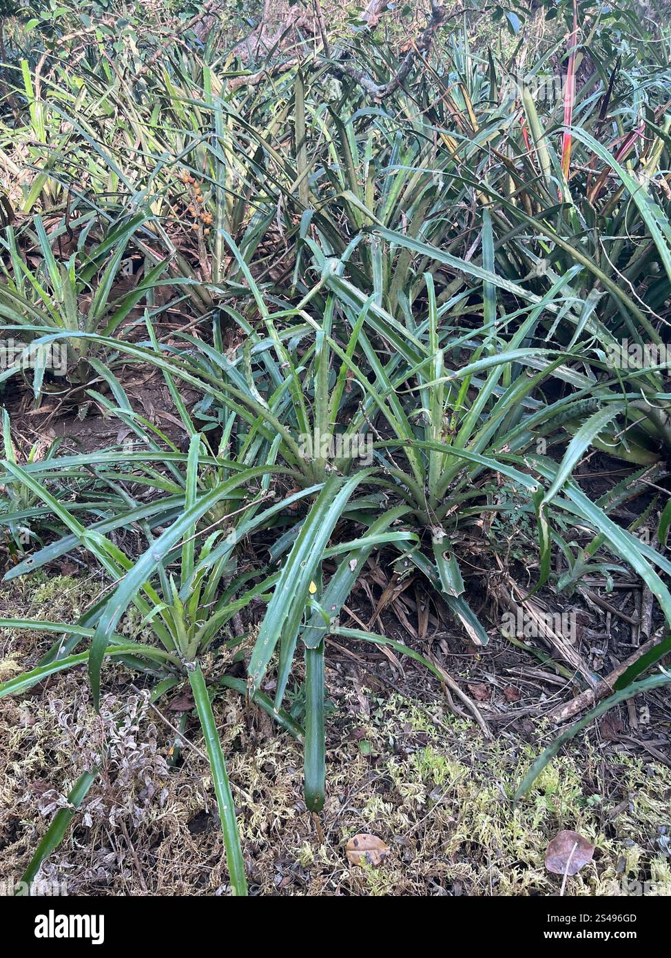 piñuela (Bromelia pinguin Stock Photo - Alamy