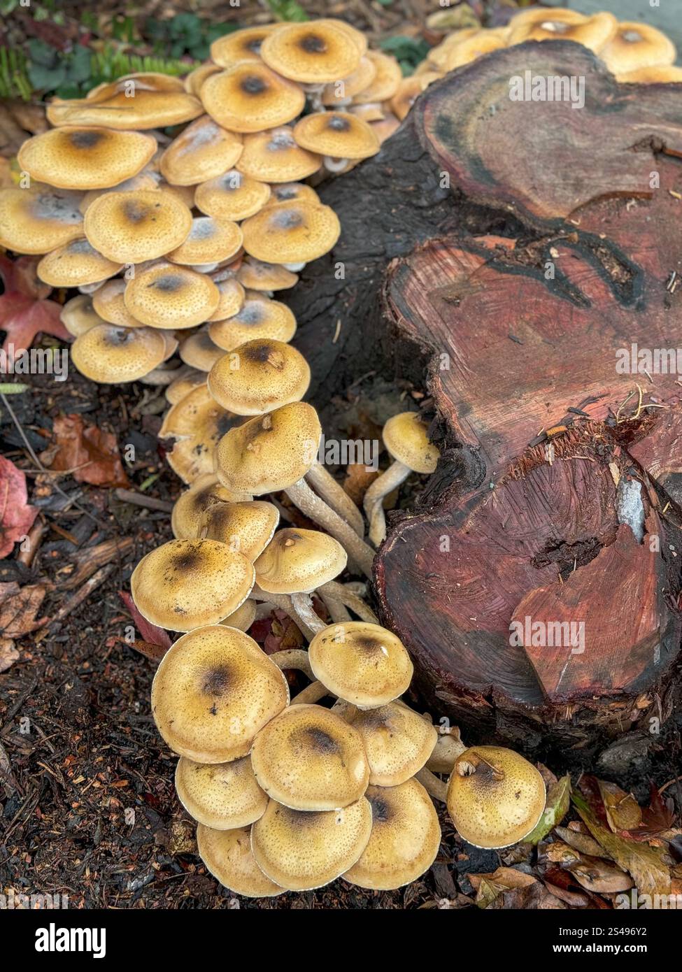 Mushrooms ground around a tree stump in Berkeley, California. - Smartphone Captured Stock Image
