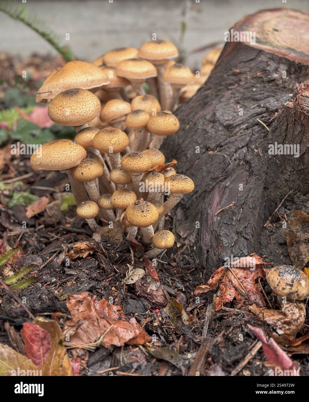 Mushrooms ground around a tree stump in Berkeley, California. - Smartphone Captured Stock Image