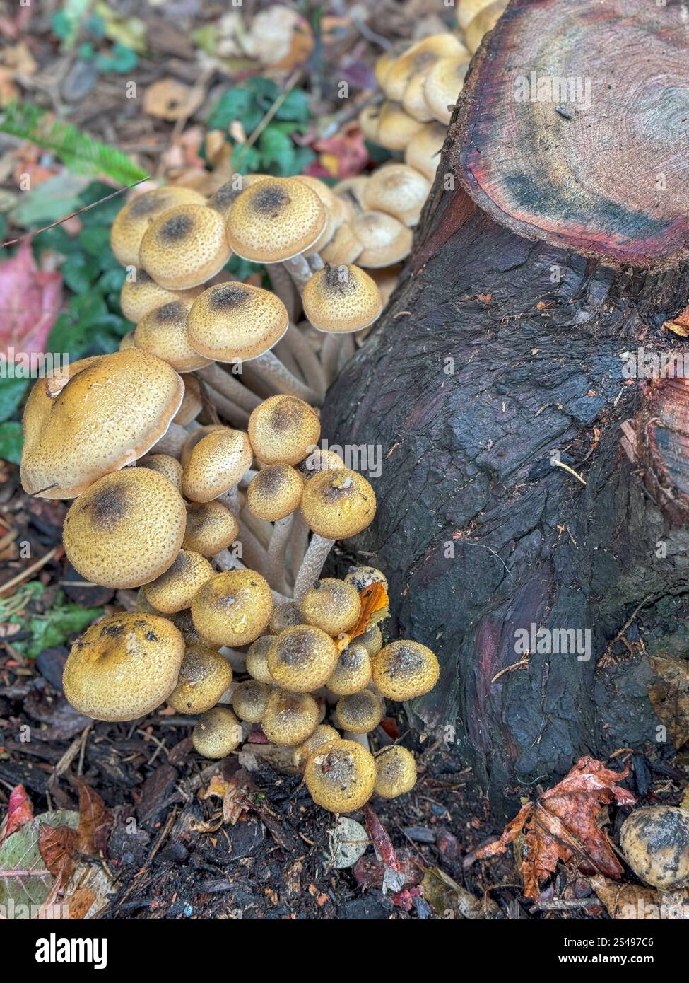 Mushrooms ground around a tree stump in Berkeley, California. - Smartphone Captured Stock Image