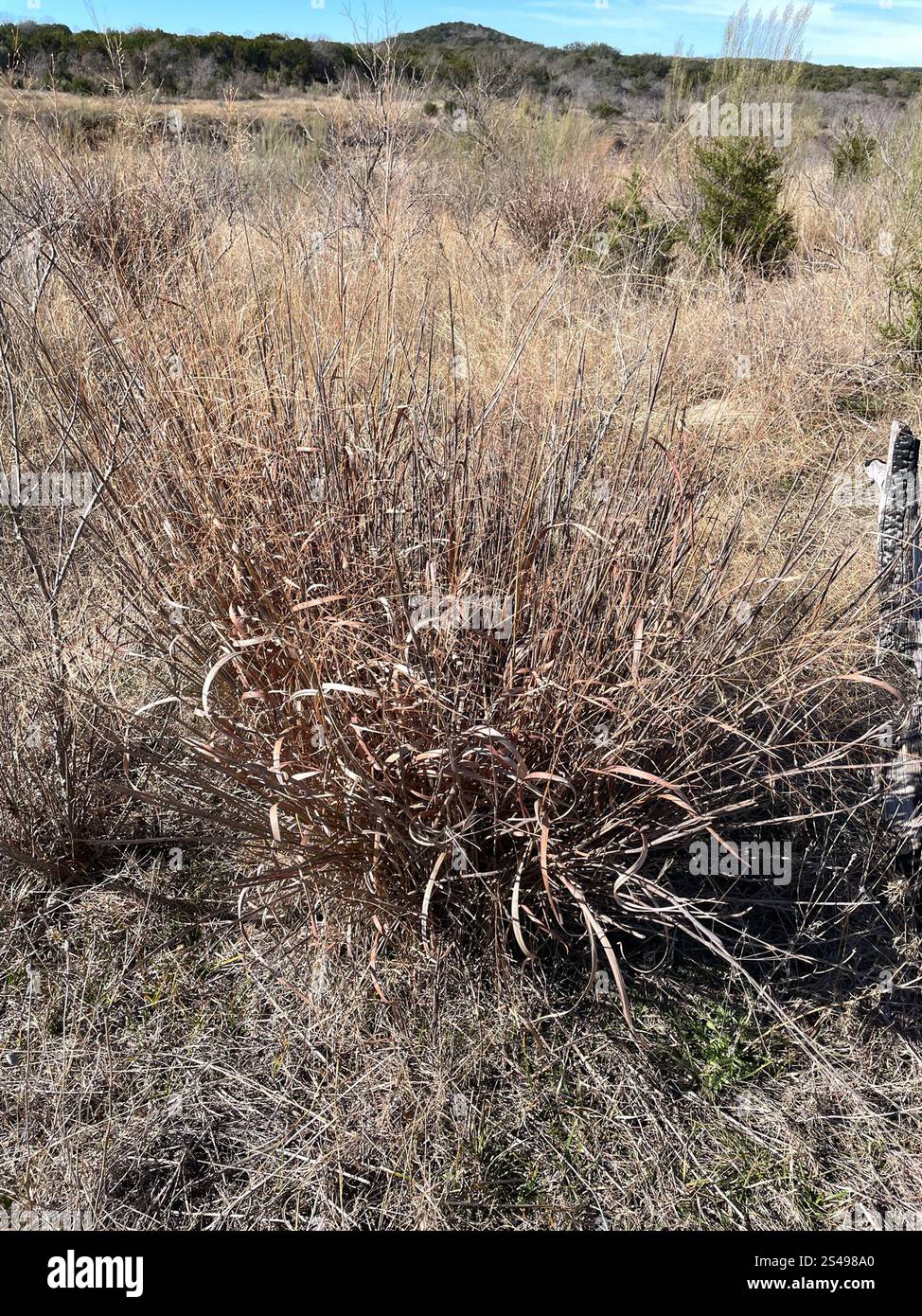 switchgrass (Panicum virgatum Stock Photo - Alamy