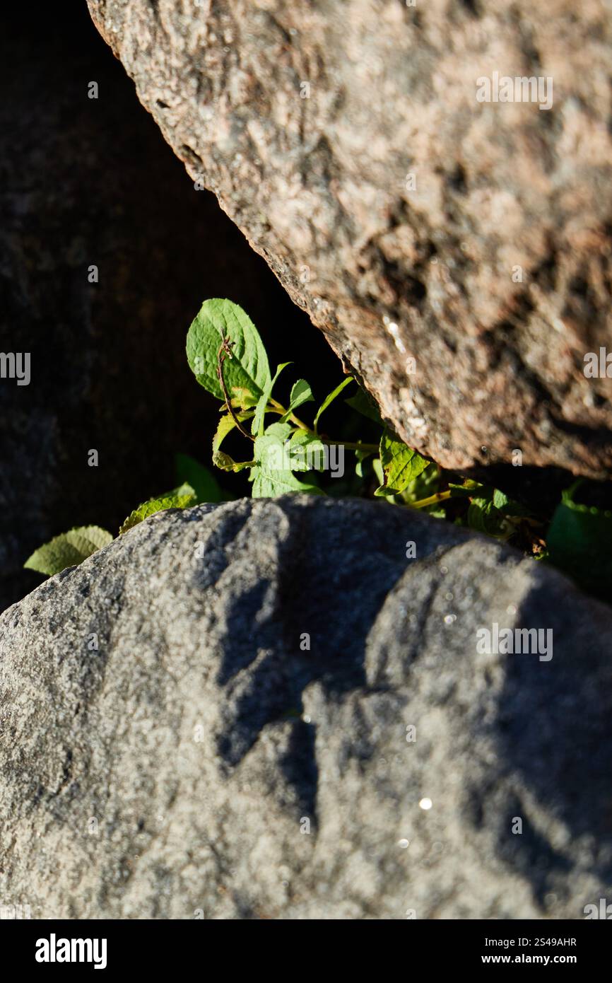 Natures Resilience The Green Life Thriving Amidst the Rocks and Stones ...