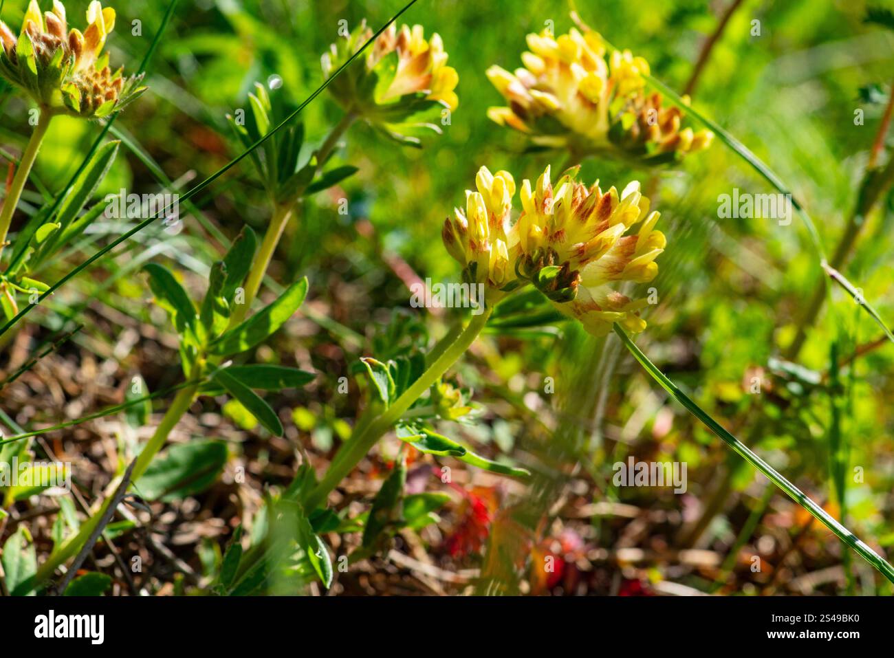 Kidney-vetch, Anthyllis vulneraria, Vercors, France Stock Photo