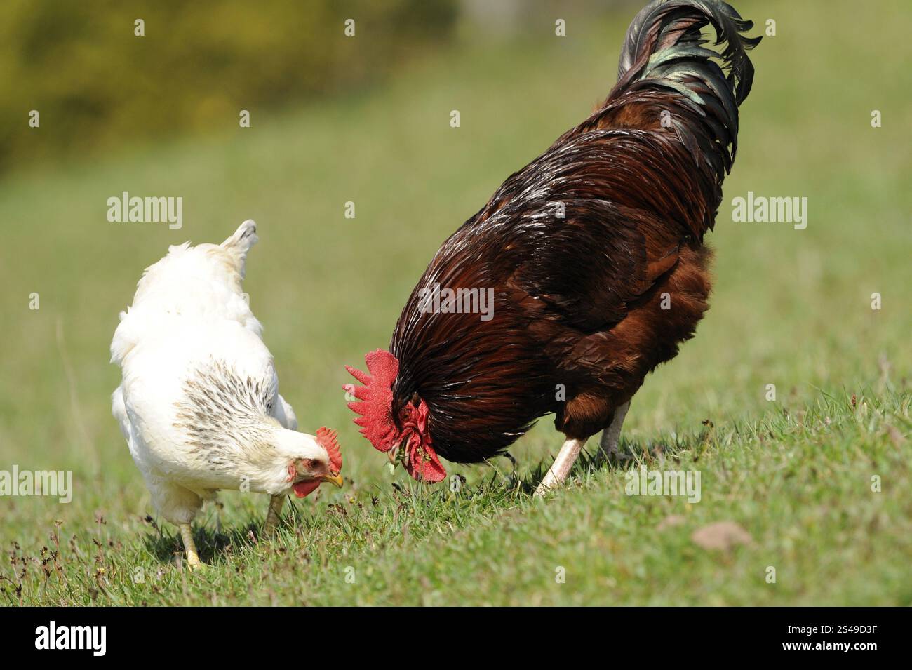 Hen and cock feeding together on a green meadow, domestic fowl (Gallus ...