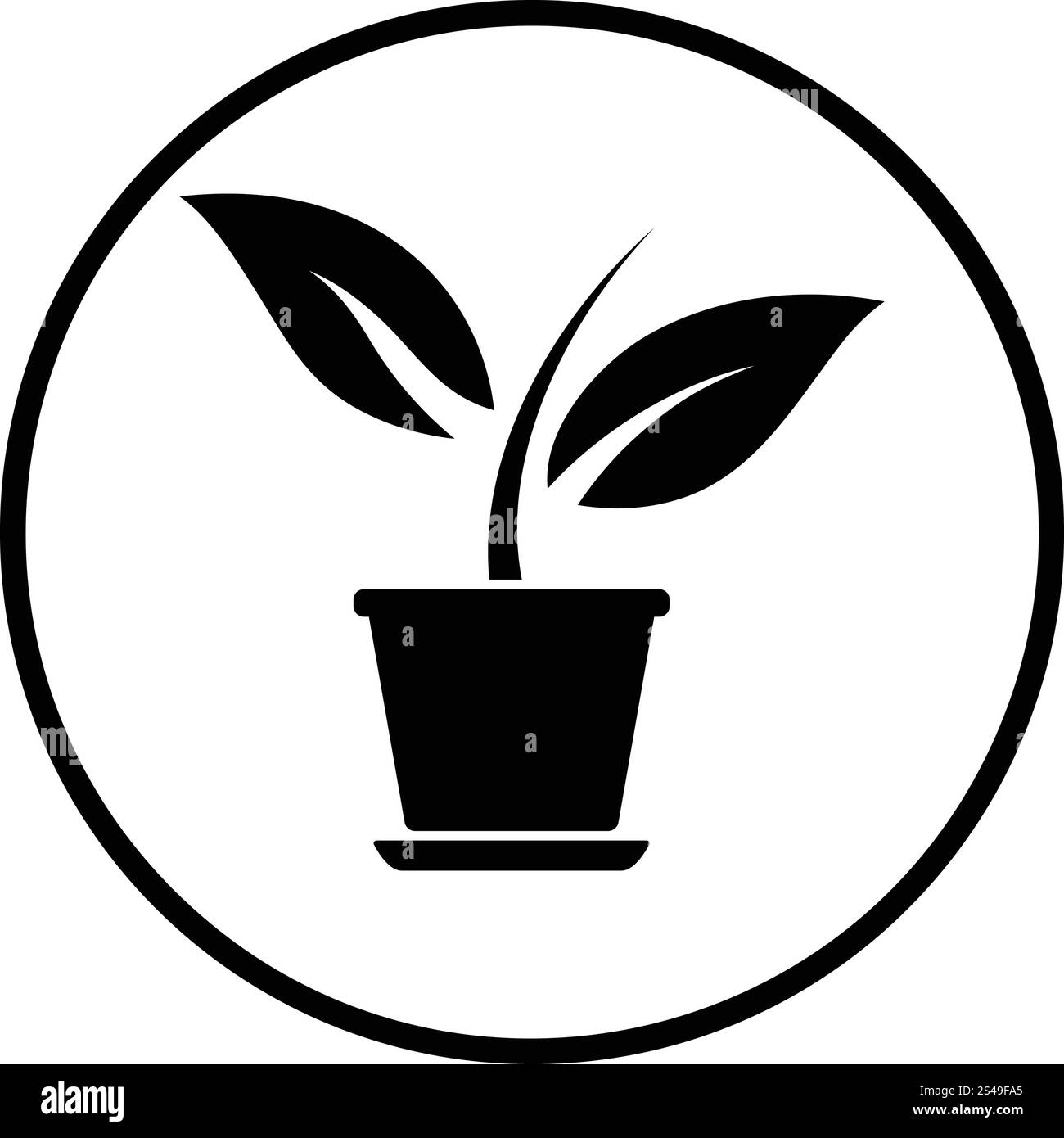 dracaena dracaena Dracaena warneckii – Mickey Hargitay Plants