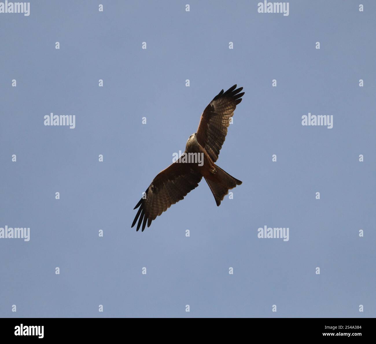 Black kite bird (Milvus migrans) flying Stock Photo