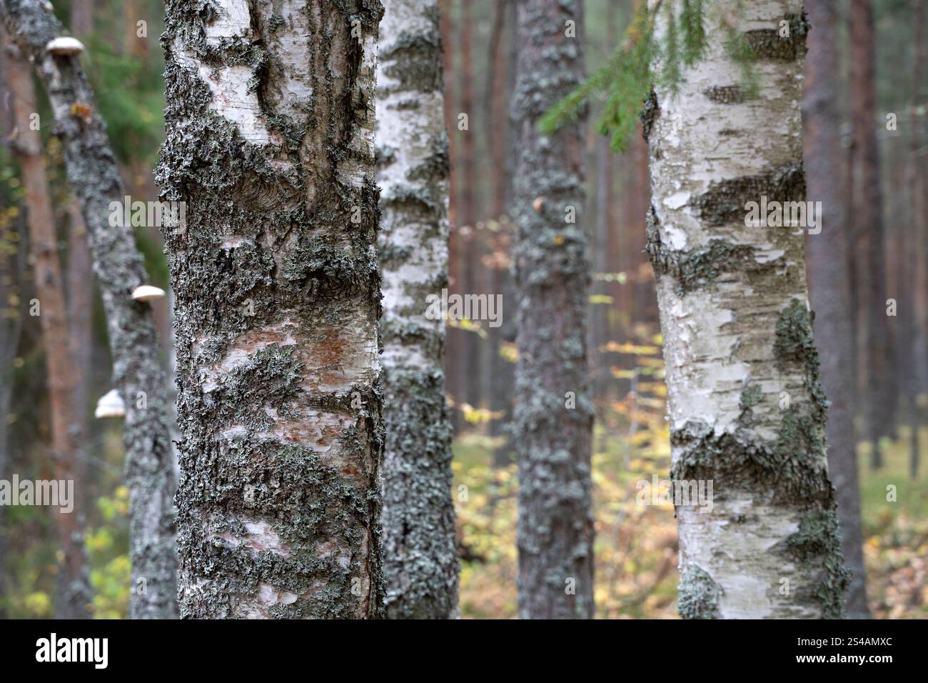 Old trees in the autumn forest. Trunks of a birch tree. Bark texture background. Stock Photo