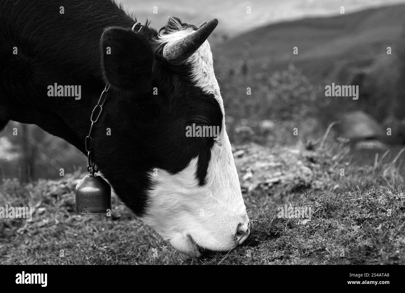 close-up-calf-cow-black-and-white-stock-photos-images-alamy