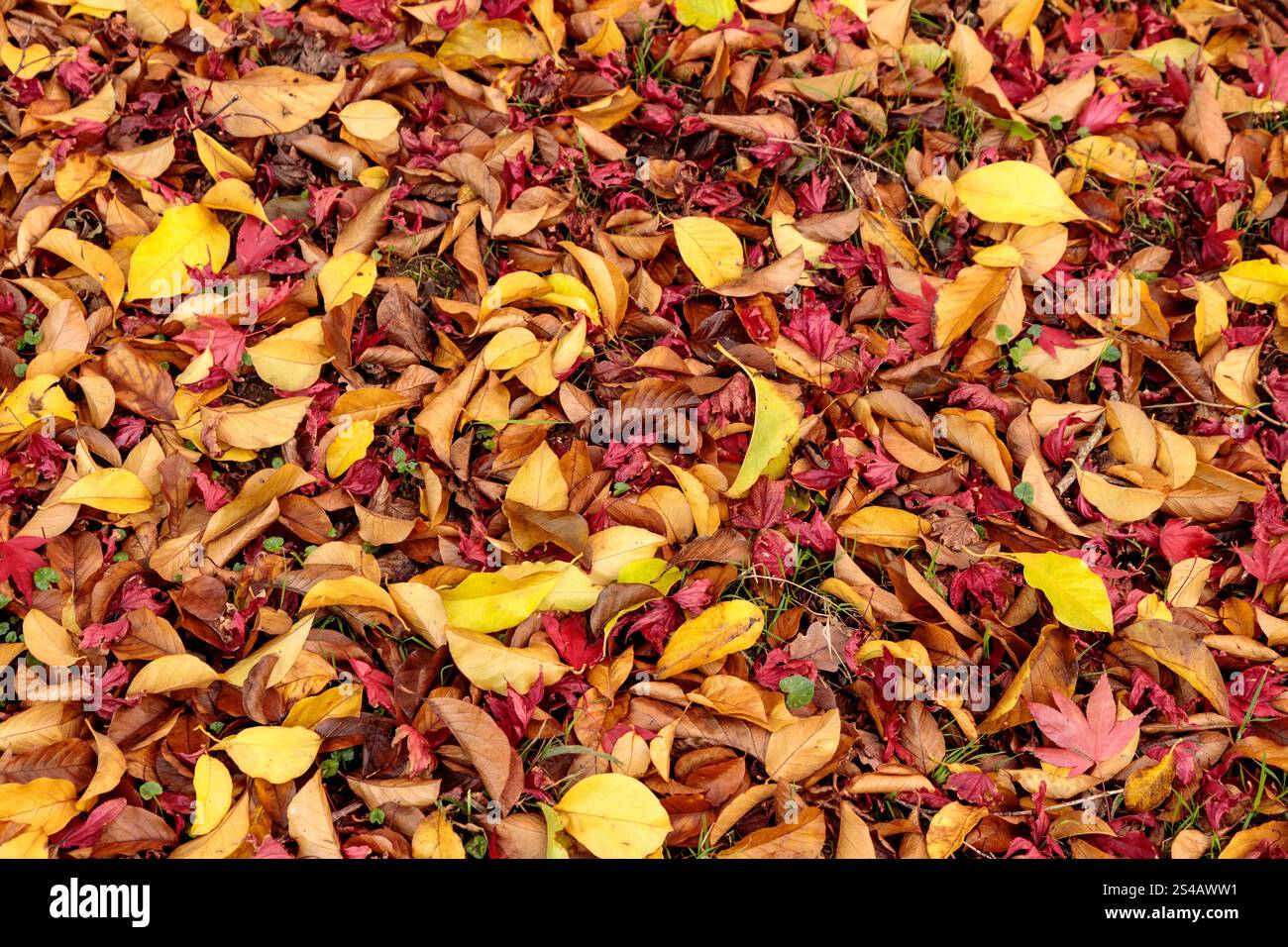 Leaves carpet hi-res stock photography and images - Alamy