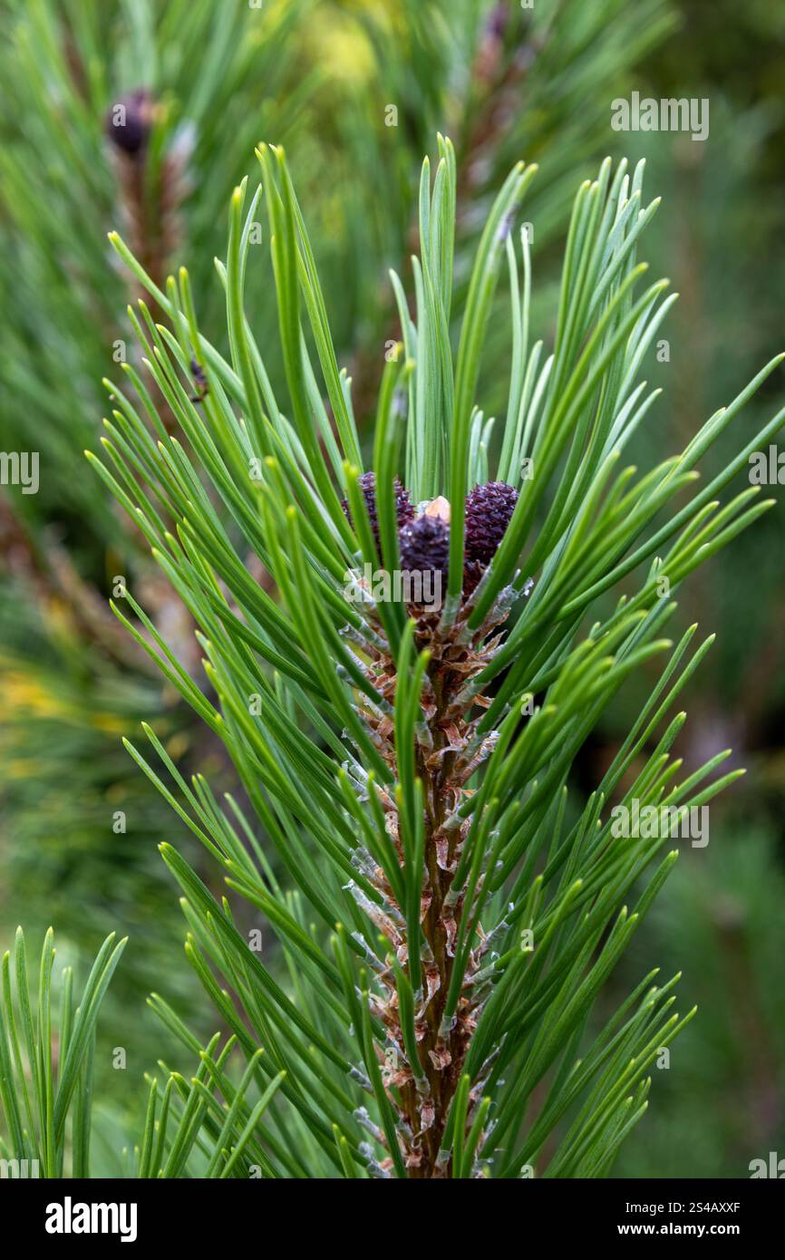 A tree with green leaves and brown tips Stock Photo