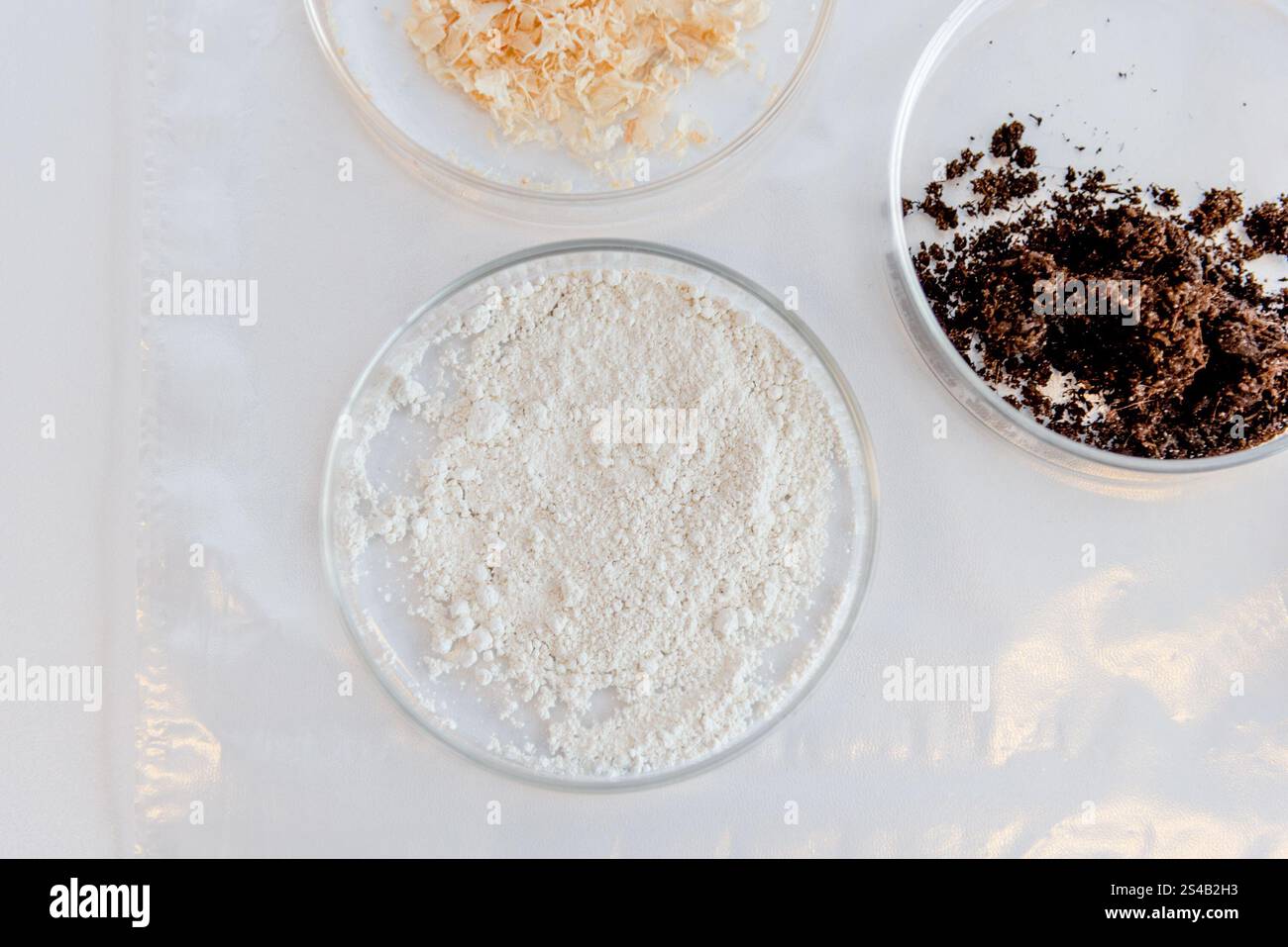 Petri dish chalk white hi-res stock photography and images - Alamy