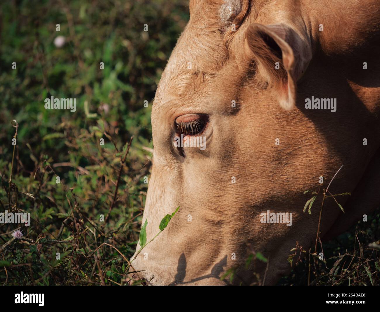 Cow grazing in a lush green field during golden hour of the afternoon ...