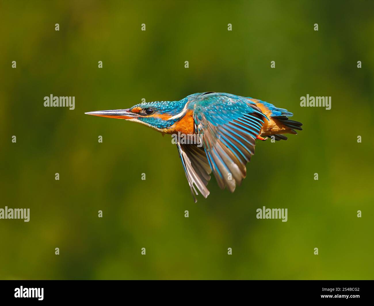 Common Kingfisher Alcedo Atthis In Flight With Wings Spread Sharp common-kingfisher-alcedo-atthis-in-flight-with-wings-spread-sharp