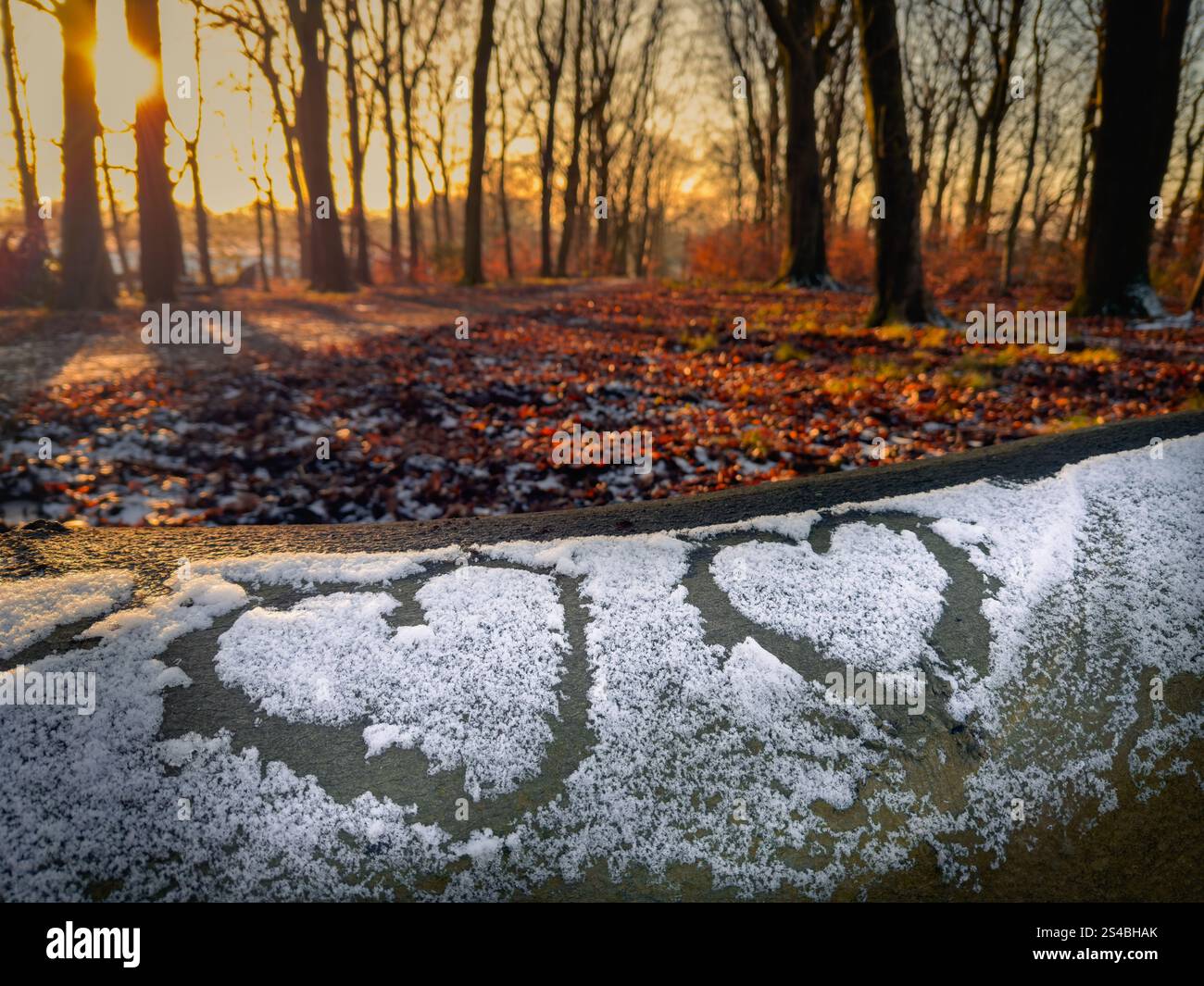 Hearsts drawn in snow on fallen tree trunk with late afternoon winter sun shining through trees in background. Adlington near Chorley in Lancashire - Smartphone Captured Stock Image
