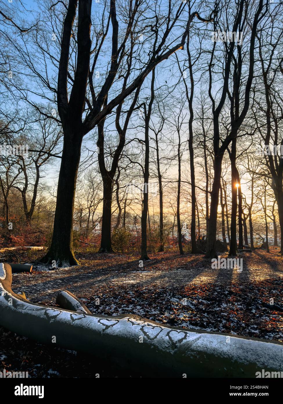 Hearts drawn in snow on fallen tree trunk with late afternoon winter sun shining through trees in the background. Adlington near Chorley in Lancashire - Smartphone Captured Stock Image