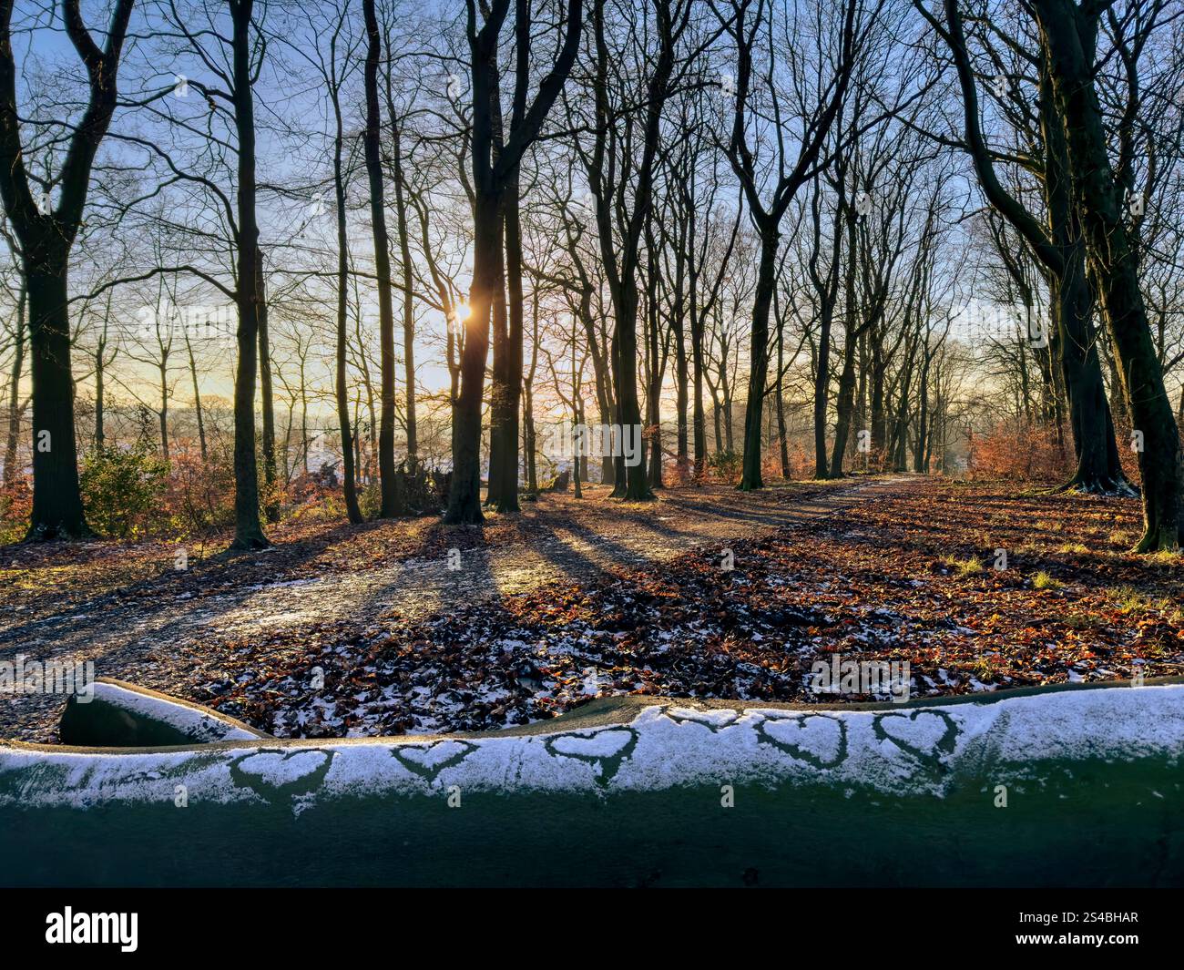 Hearts drawn in snow on fallen tree with late afternoon sun shining through trees in the background. At Adlington near Chorley in Lancashire - Smartphone Captured Stock Image