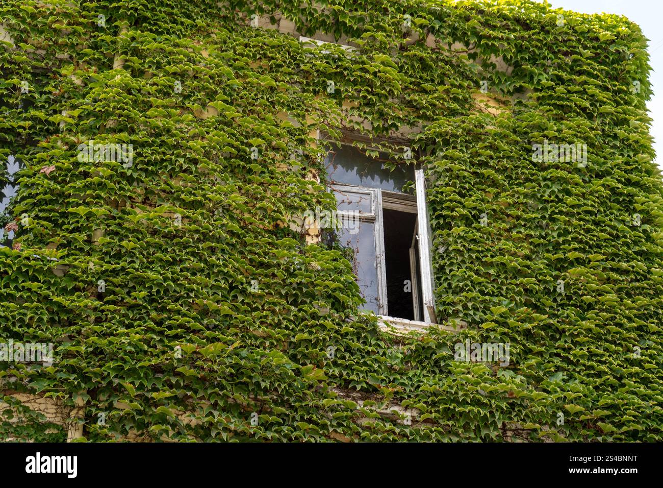 Vintage Green Ivy Villa Window Outdoor Backdrop