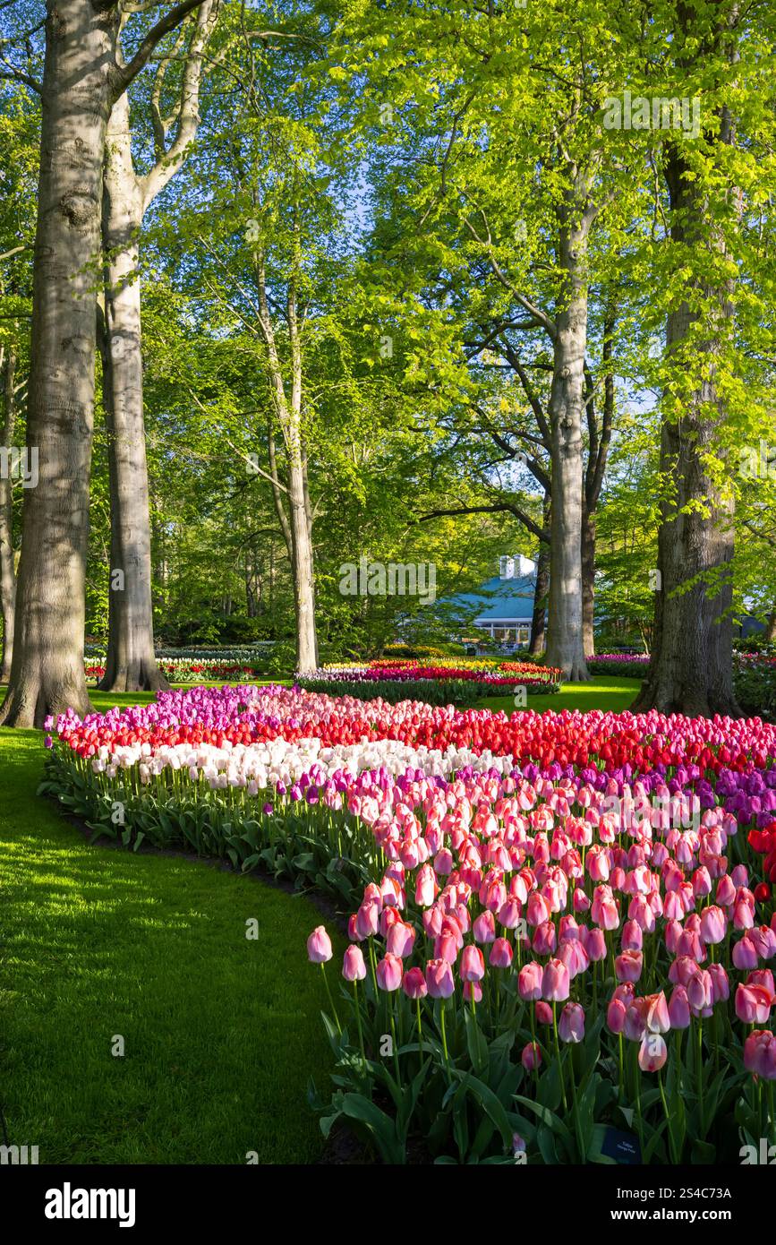 Keukenhof flower garden - largest tulip park in world, Lisse ...