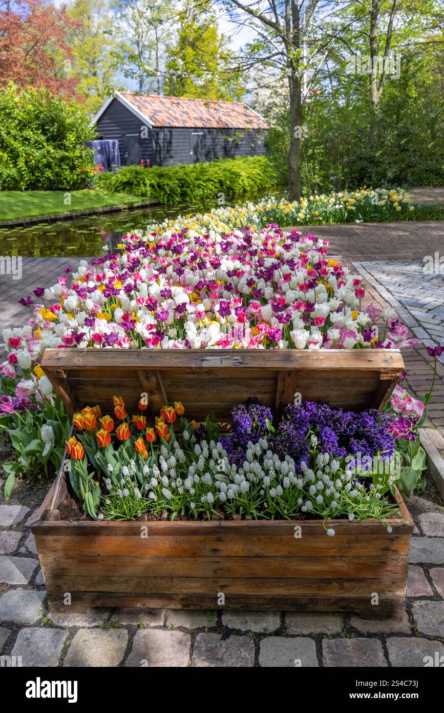 Keukenhof flower garden - largest tulip park in world, Lisse ...