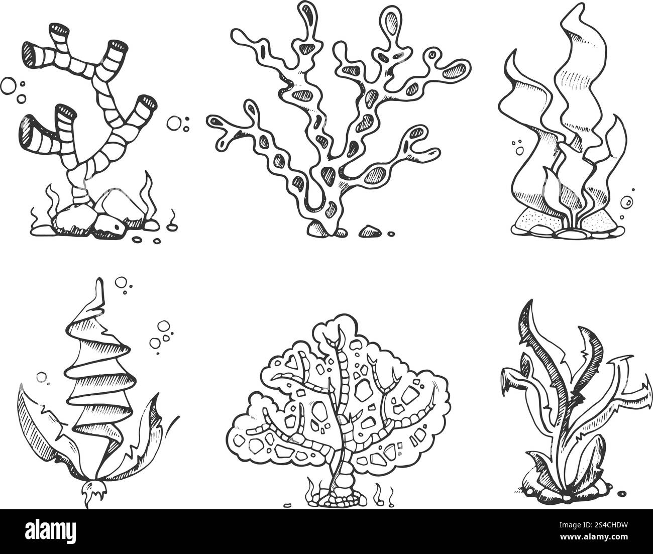 Marine seaweeds, sea flora, ocean plants in vintage hand drawn, doodle ...