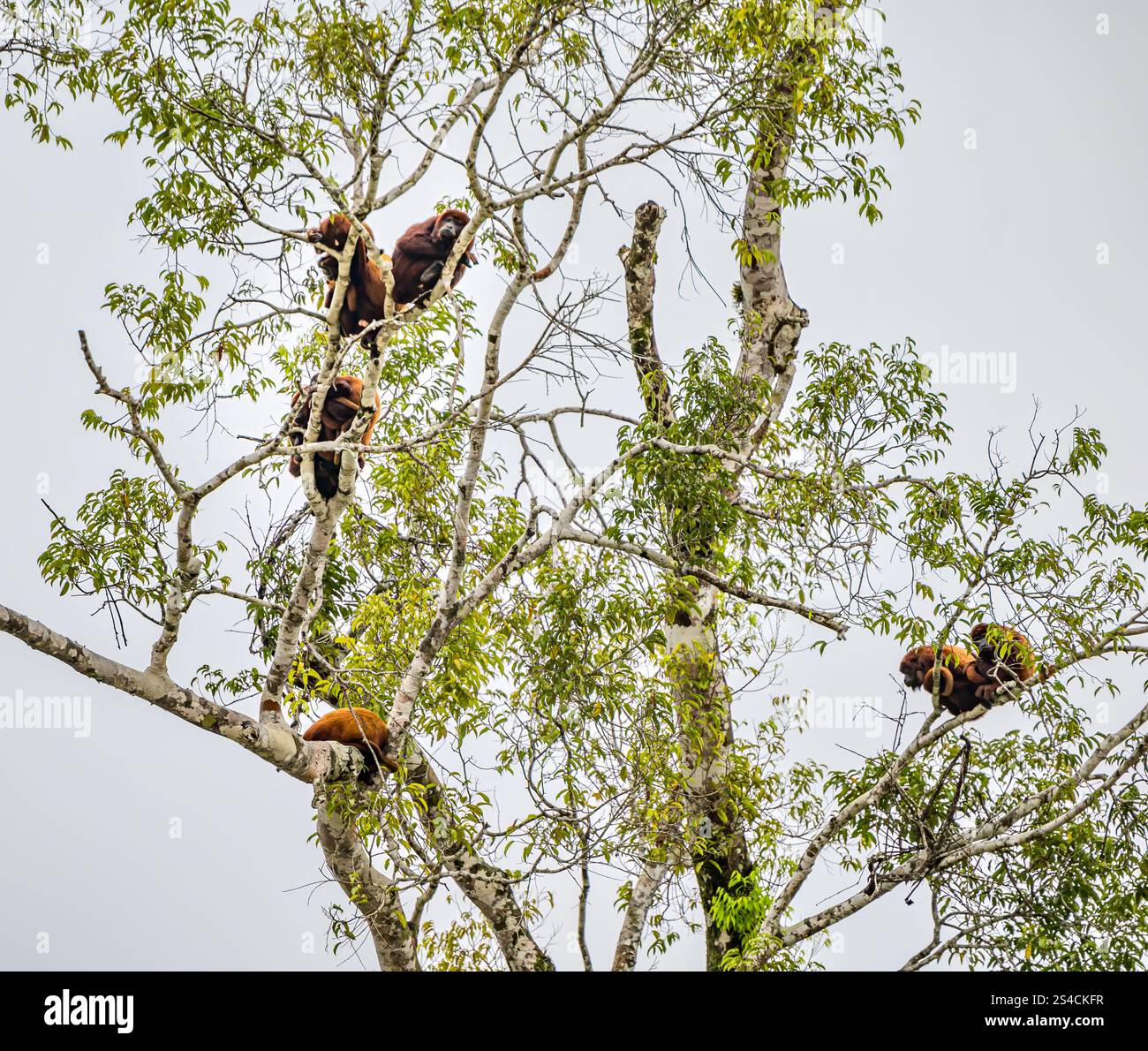 Red howler monkeys high up in tree tops  Amazon rainforest, Yasuni National Park, Ecuador, South America Stock Photo