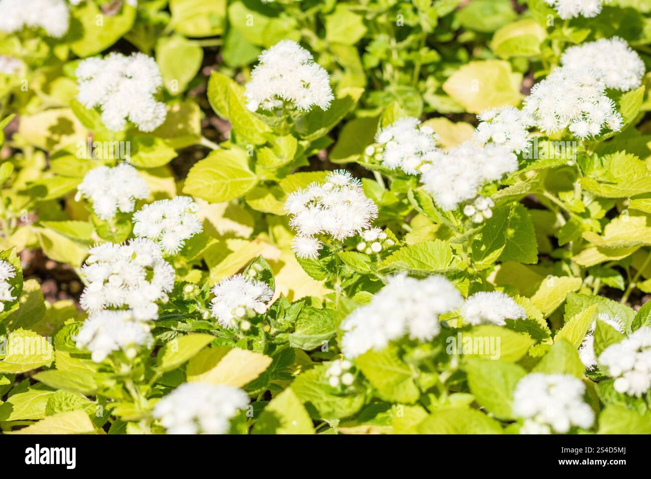 Spring colors in the Botanical Garden of Bucharest Stock Photo - Alamy