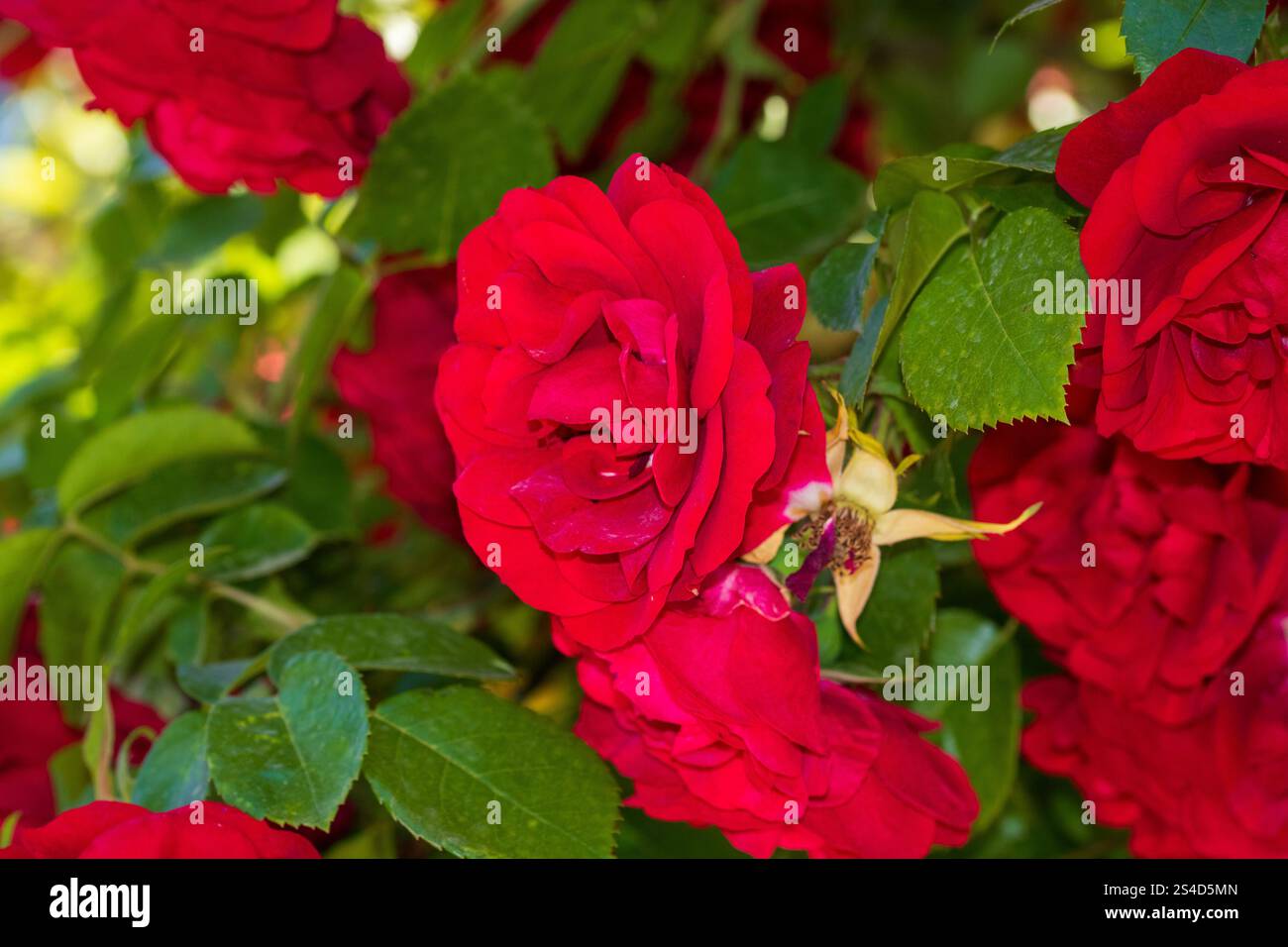 Spring colors in the Botanical Garden of Bucharest Stock Photo - Alamy