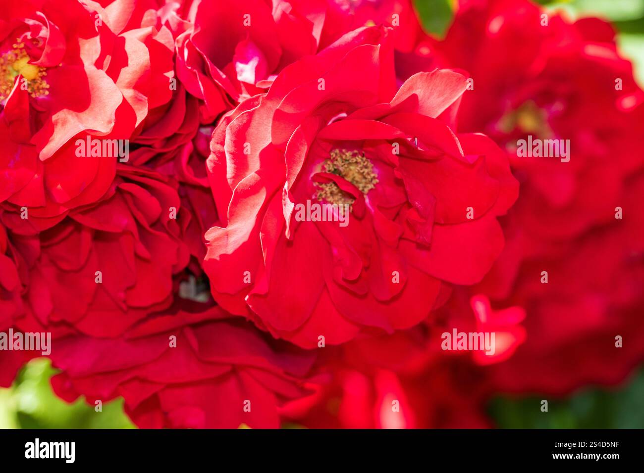 Spring colors in the Botanical Garden of Bucharest Stock Photo - Alamy