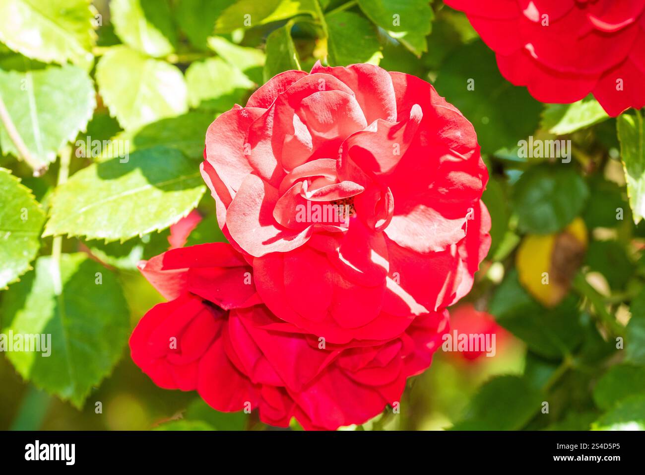 Spring colors in the Botanical Garden of Bucharest Stock Photo - Alamy