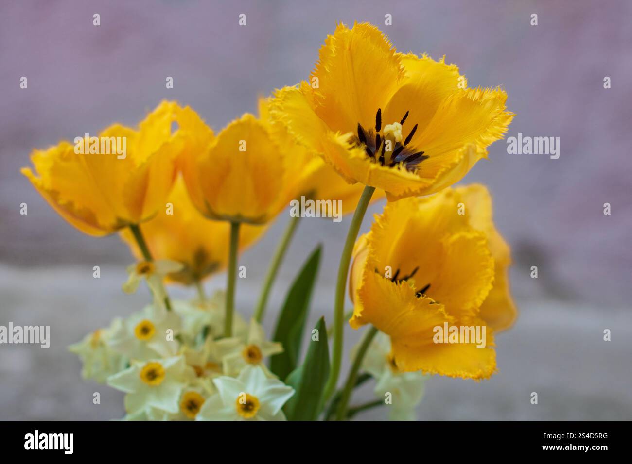 Spring colors in the Botanical Garden of Bucharest Stock Photo - Alamy
