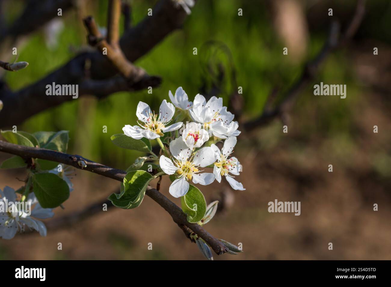Spring colors in the Botanical Garden of Bucharest Stock Photo - Alamy