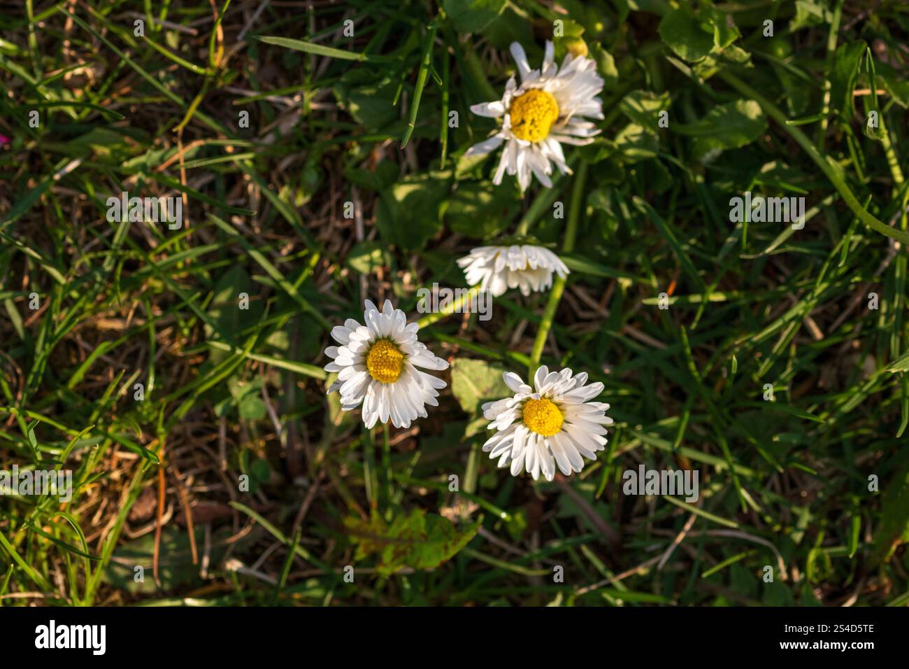 Spring colors in the Botanical Garden of Bucharest Stock Photo - Alamy