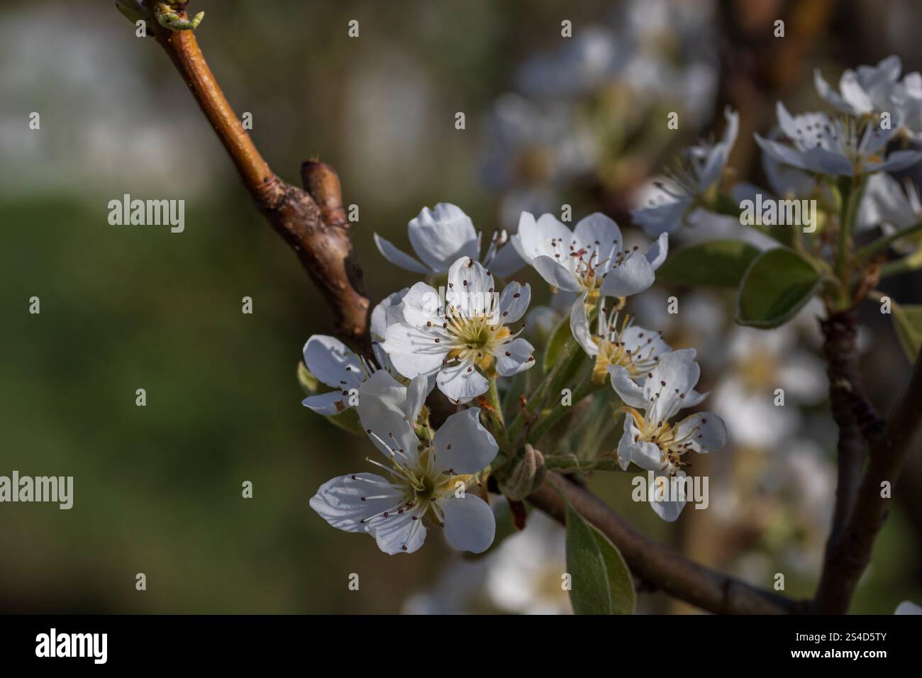 Spring colors in the Botanical Garden of Bucharest Stock Photo - Alamy