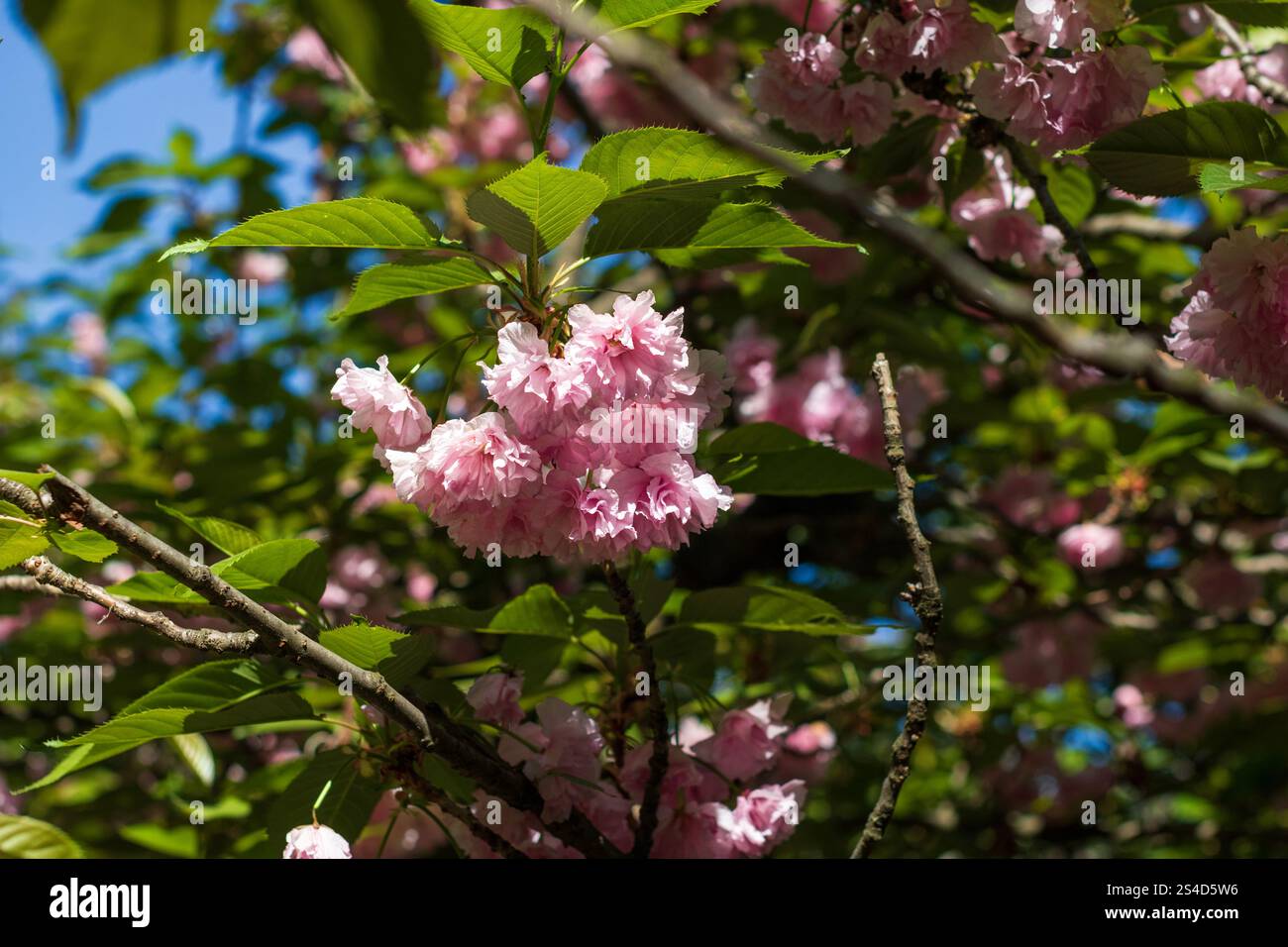 Spring colors in the Botanical Garden of Bucharest Stock Photo - Alamy