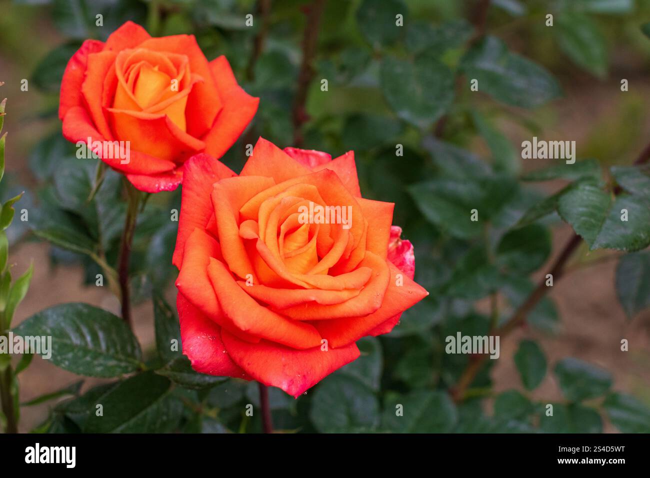 Spring colors in the Botanical Garden of Bucharest Stock Photo - Alamy