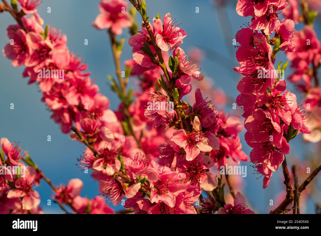 Spring colors in the Botanical Garden of Bucharest Stock Photo - Alamy