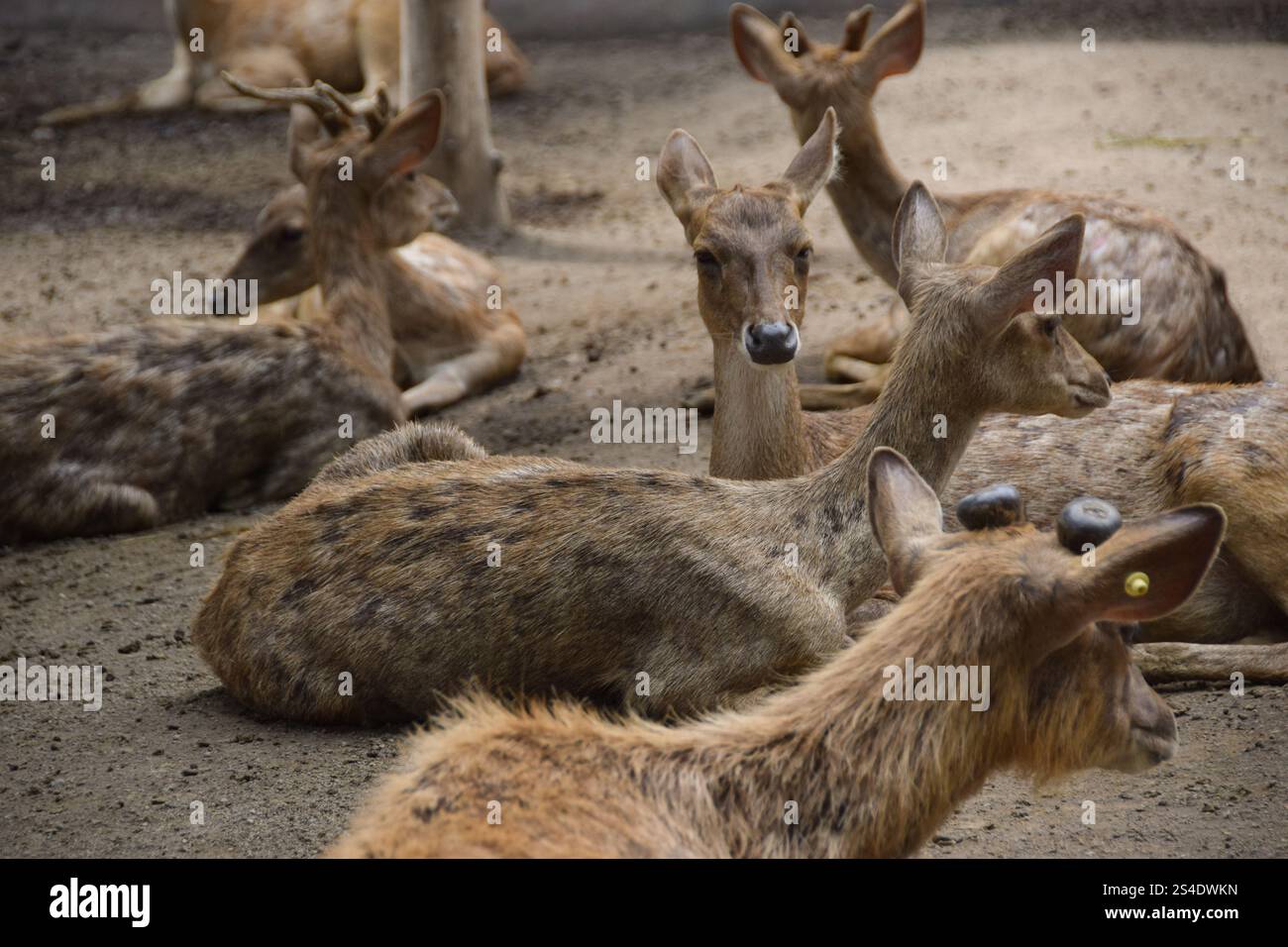Rusa timorensis (Javan rusa). Rusa timorensis are spread from Java ...