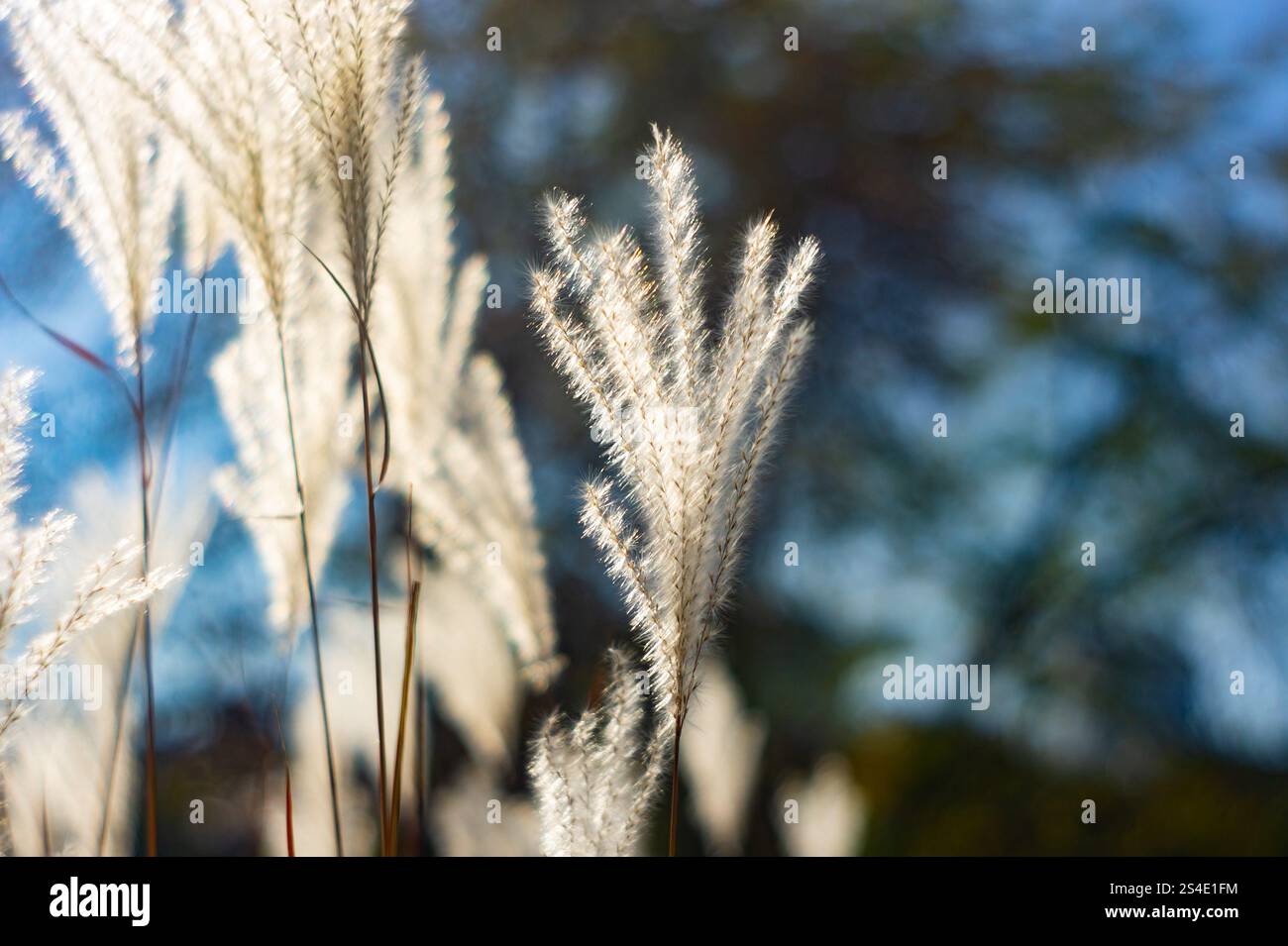 Feathery fibers hi-res stock photography and images - Alamy