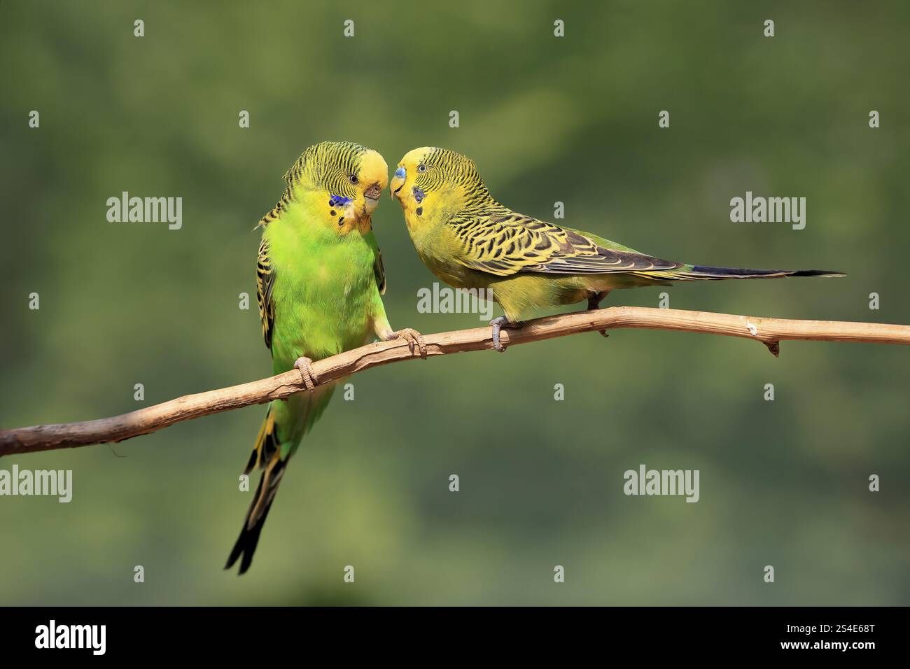 pair male female hi res stock photography and images Alamy