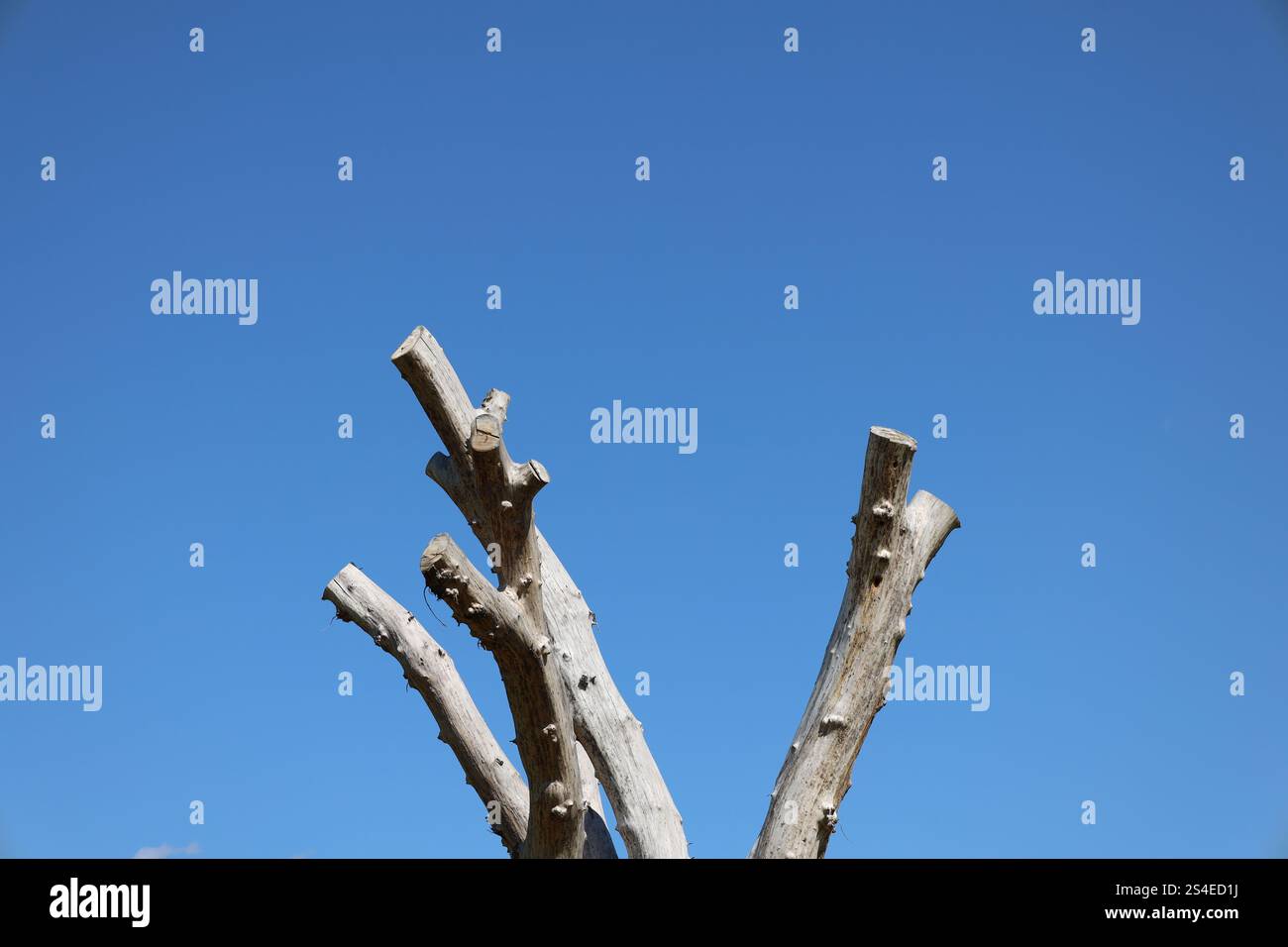 upper branches of a dead tree against clear deep blue sky Stock Photo