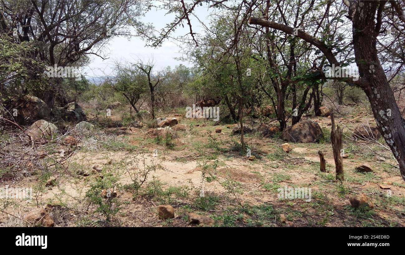 Springbok hiding in bushes. South Africa landscape, the golden hues of ...